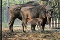 V slovenských zoo pribudlo niekoľko zvieratiek: 3 NAJ prírastky v roku 2017