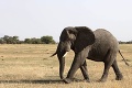 Keňa je proti pytliactvu: Spálila rekordných 105 ton slonoviny!