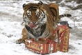 Do košickej zoo prišli Vianoce v predstihu: Neuveríte, aký darček dostal medveď!