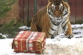 Do košickej zoo prišli Vianoce v predstihu: Neuveríte, aký darček dostal medveď!
