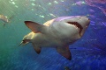 Na austrálskej pláži zabíjal žralok: Muža († 55) ratovali záchranári, pomôcť mu už nedokázali