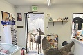 Netradičná návšteva v obchode: Prosím vás, máte jelení loj?
