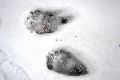 Netradičná návšteva v Žiari nad Hronom: Uvideli jeho stopy v snehu, nebolo im všetko jedno!