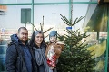 Veľký prehľad cien vianočných stromčekov na Slovensku: Koľko zaplatíme za jedľu, borovicu či smrek?