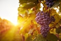 Kvalita slovenského vinárstva rastie: Na tohtoročnej súťaži Národný salón vín padol rekord