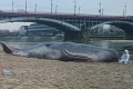 Ľudia neverili vlastným očiam: V centre Varšavy sa objavila obrovská mŕtva veľryba, pravda bola úplne inde