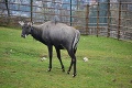 Matke prírode sa v bratislavskej zoo podaril husársky kúsok: Narodil sa im modrý býk!
