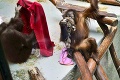 Vzácna návšteva v bratislavskej zoo: Mikuláš potešil deti aj zvieratká