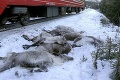 Vlak vrazil do stáda sobov: Zomrelo 17 zvierat