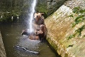 V Zoo Bratislava postavia medveďom obrovský výbeh: Nový priestor má však háčik, ktorý ovplyvní najmä návštevníkov