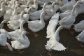 Na nemeckej farme sa rozšírila vtáčia chrípka, nakazené sú desiatky husí a kačíc