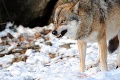 Začala sa sezóna lovu v slovenských lesoch: Môžu zabiť až 76 vlkov!