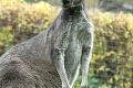 Vzácny druh cicavca chovajú na Slovensku po prvý raz: V bojnickej zoo pribudol roztomilý párik z Austrálie
