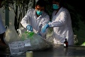 Veľký úlovok Europolu: V lodnom kontajneri našli 170 kg kokaínu