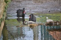 Čiernym labutiam sa v bratislavskej zoo podaril husársky kúsok: Pozrite sa na ten zázrak!