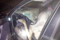 Vodič auta v Prešovskom kraji zrazil jelenicu: Zviera skončilo v ďalšom aute
