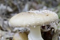 Po výdatných dažďoch sa začína sľubná sezóna: Ako spoznať jedlé huby?