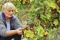 Vinári z Tokaja si mädlia roky: Prihrá im počasie rekordné zisky?
