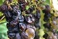 Vinári z Tokaja si mädlia roky: Prihrá im počasie rekordné zisky?