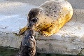 Veľký návrat tuleňov do košickej zoo: Nový párik má toho spoločného viac než dosť!