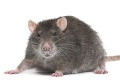 Otravné hlodavce: Taliansko bojuje s premnoženými potkanmi!