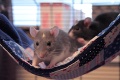 Pre niekoho háveď, pre iných maznáčik: Domáce potkany a myši vedia vyčarovať úsmev!