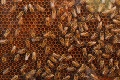 Sú usilovné včielky len mýtus? Vedcom to nedalo, vybavili hmyz kamerami a nestačili sa diviť!