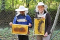 Včely sa postarali o nové pracovné príležitosti: Na južné Slovensko priniesli robotu