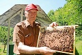 Včelári sa vytešujú, medu majú ani maku: V tomto regióne ho dostanete aj za 5 eur/kg!