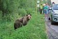 Šialené zábery z Liptova! Turisti stoja pri ceste, aby sa odfotili s medvedicou: Ani netušia, čo robia!