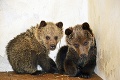 Ďalší medveď na Liptove! Po odstrele Ingy desí dedinčanov 200-kilový samec: VIDEO ako dôkaz!
