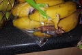 Otec chcel pripraviť deťom desiatu: Po otvorení balíčka banánov mu zostalo zle!