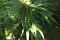 Trebišovčan Július pestoval marihuanu v dome aj v záhradách: Mal 1700 dávok drogy