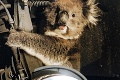 Vystrašené zviera sa 16 km držalo nápravy ako o život: Keď si koala stopne auto...