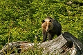 Najadrenalínovejší zážitok na Slovensku? Cestovka ponúka pozorovanie medveďov v Tatrách: Má to však háčik!