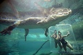 Nič pre strachopudov! Vodný park láka na potápanie s nebezpečným predátorom: Zoči-voči obrovskej beštii!