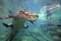 Nič pre strachopudov! Vodný park láka na potápanie s nebezpečným predátorom: Zoči-voči obrovskej beštii!
