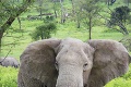 Muž si chcel urobiť selfie so slonom: Doplatil na to životom