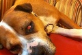 Dojímavý príbeh týraného psíka: Arwen prišla o zuby a takmer oslepla!