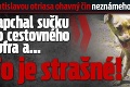 Bratislavou otriasa ohavný čin neznámeho tyrana: Napchal sučku do cestovného kufra a... To je strašné!