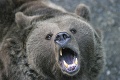 Nočný poplach v Humennom: Po centre mesta pobehoval medveď!