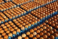 Škandál s vajcami už zasiahol celú Európu: Škody presahujú 100 miliónov eur!