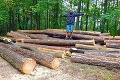Odmietajú mlčať, spracovatelia dreva sa pustili do nového vedenia Lesov SR: Ostré slová