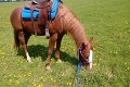 Z farmy pri Banskej Štiavnici ukradli koňa: Zlodej poškodil plot!