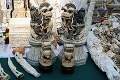 V New Yorku zničili takmer dve tony slonoviny: Jasný odkaz nelegálnym predajcom!