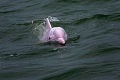 Ľuďom sa naskytol neopakovateľný pohľad: Ružový delfín!