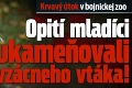 Krvavý útok v bojnickej zoo: Opití mladíci ukameňovali vzácneho vtáka!