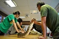 Obrovské hady na preventívnej prehliadke: Nechcite vedieť, čo robia anakondy, keď sú nervózne!