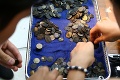 Korytnačka, ktorej vyoperovali z tela 915 mincí, zomrela: Nečakané komplikácie