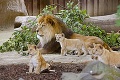 Jedna z najúspešnejších európskych zoo zažíva neobvyklý baby boom: Aha, aké prírastky ukázali svetu